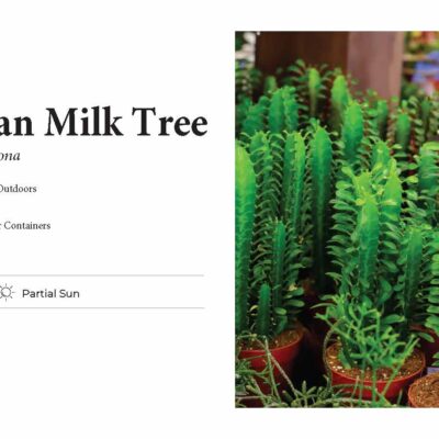 African Milk Tree