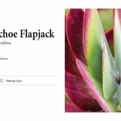 Kalanchoe Flapjack