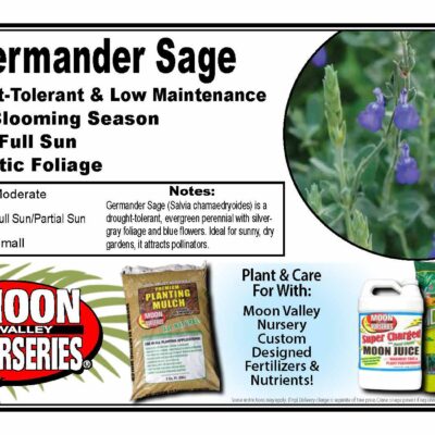 Germander Sage