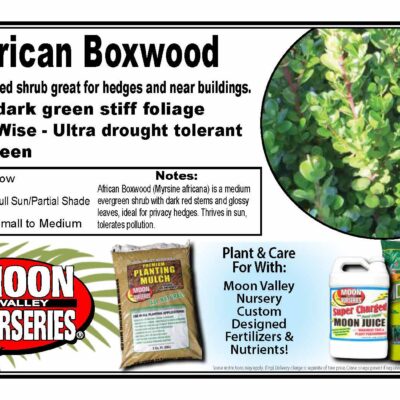 African Boxwood