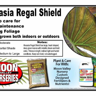 Alocasia Regal Shield