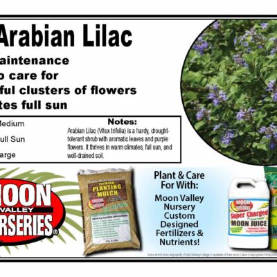 Arabian Lilac