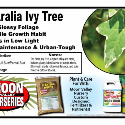 Aralia Ivy Tree