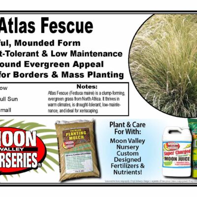 Atlas Fescue
