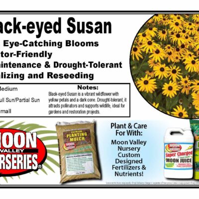 Black-eyed Susan