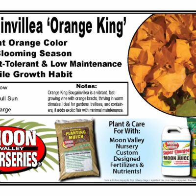 Bougainvillea 'Orange King'