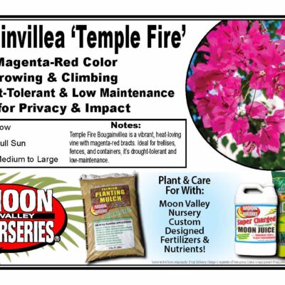 Bougainvillea 'Temple Fire'