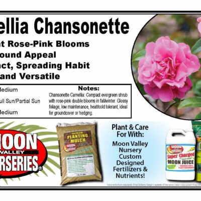 Camellia Chansonette