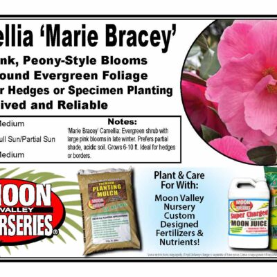 Camellia 'Marie Bracey'
