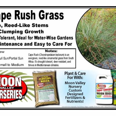 Cape Rush Grass