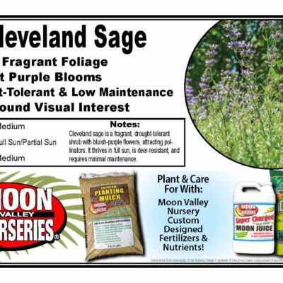 Cleveland Sage