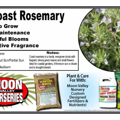 Coast Rosemary