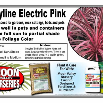 Cordyline Electric Pink