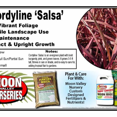 Cordyline 'Salsa'