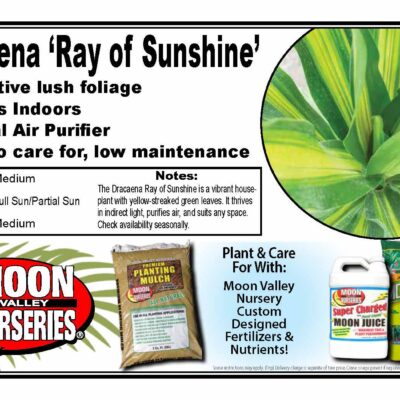 Dracaena 'Ray of Sunshine'