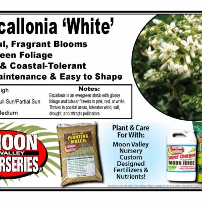 Escallonia 'White'