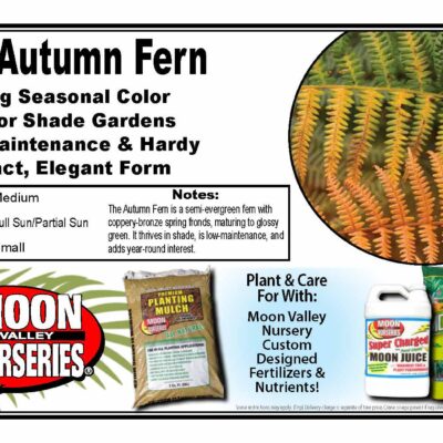 Autumn Fern