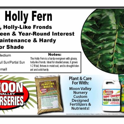 Holly Fern