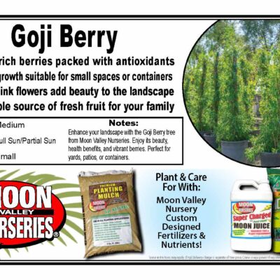 Goji Berry