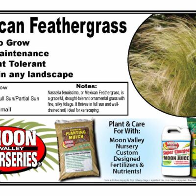 Mexican Feathergrass