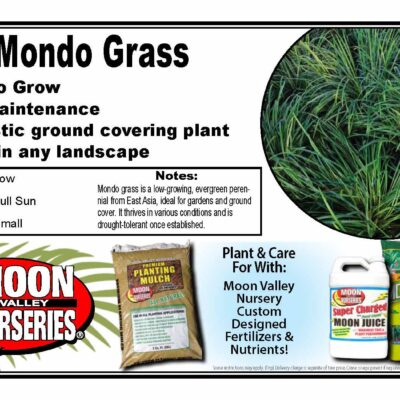 Mondo Grass