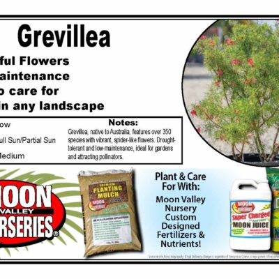 Grevillea