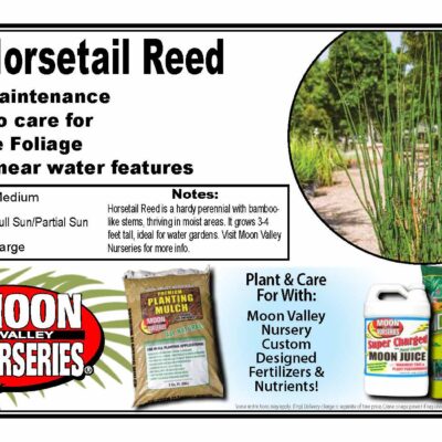 Horsetail Reed