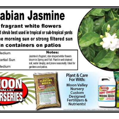 Arabian Jasmine