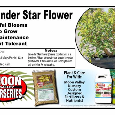 Lavender Star Flower