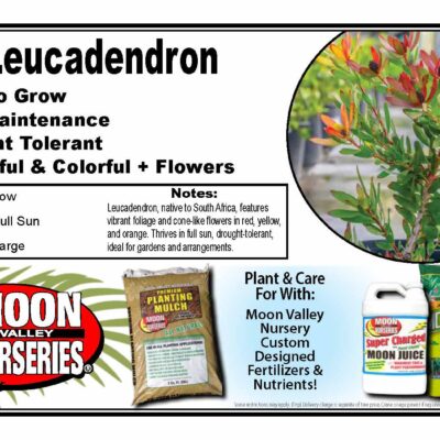 Leucadendron