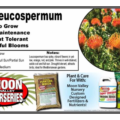 Leucospermum