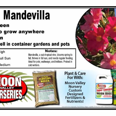 Mandevilla
