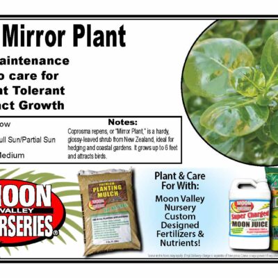 Mirror Plant