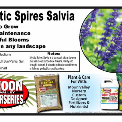 Mystic Spires Salvia