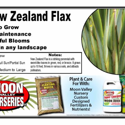 New Zealand Flax