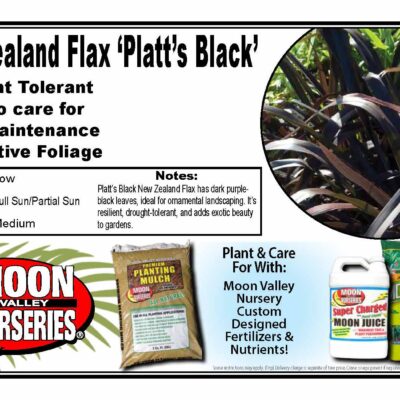 New Zealand Flax 'Platt's Black'
