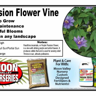 Passion Flower Vine