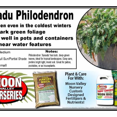 Xanadu Philodendron