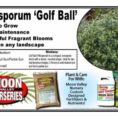 Pittosporum 'Golf Ball'