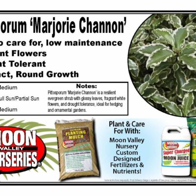 Pittosporum 'Marjorie Channon'