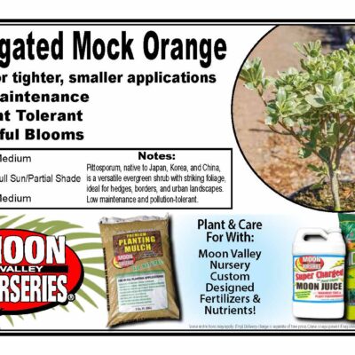 Variegated Mock Orange