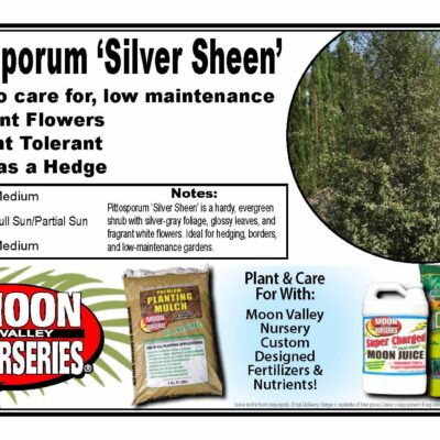 Pittosporum 'Silver Sheen'