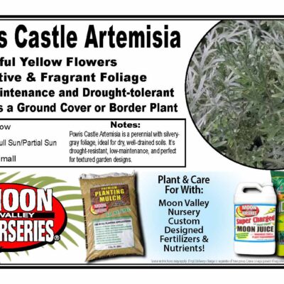 Powis Castle Artemisia