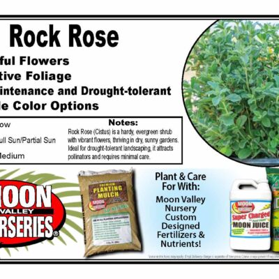 Rock Rose