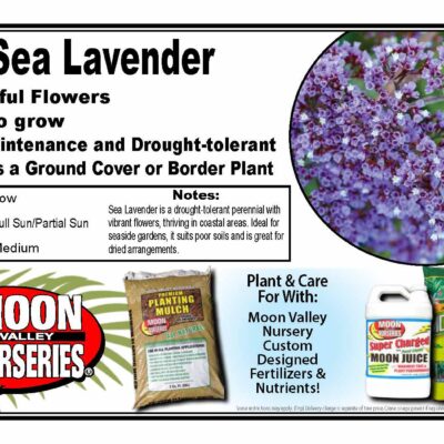 Sea Lavender