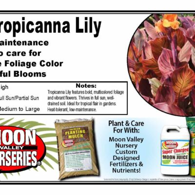 Tropicanna Lily