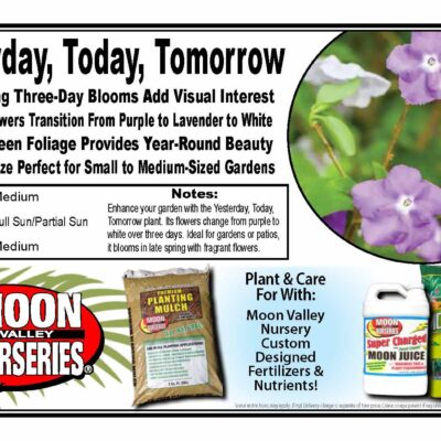 Yesterday, Today, Tomorrow