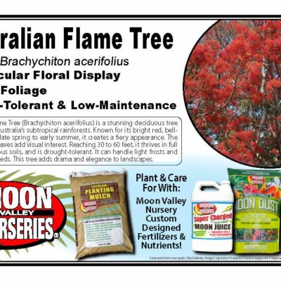 Australian Flame Tree