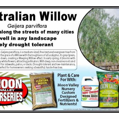 Australian Willow