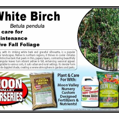 White Birch